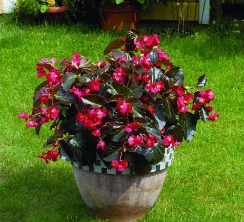 Begonia BIG 500x455