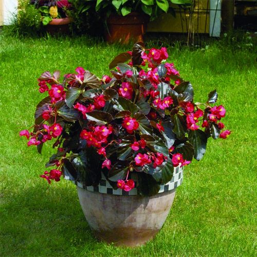 Begonia x hybrida BIG Nyékládháza Lichi Fruit Kft. Virág