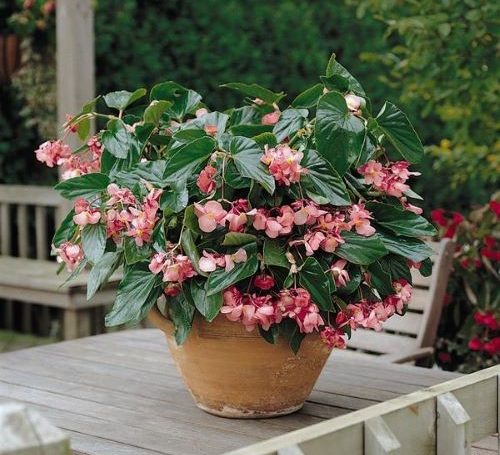 Begonia x hybrida Dragon Wing 500x455