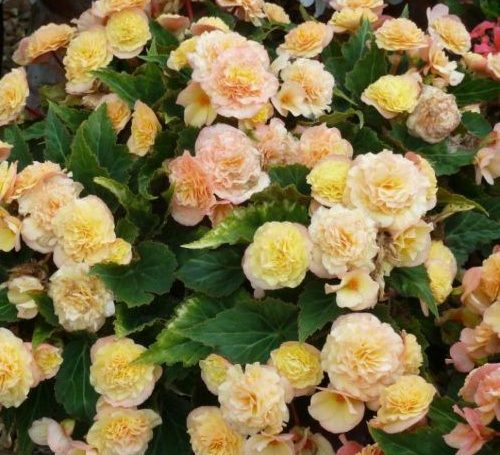 Begonia x tuberhybrida 500x455