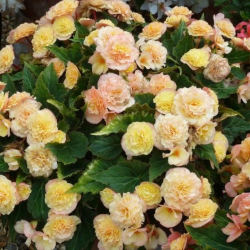 Begonia x tuberhybrida Nyékládháza Lichi Fruit Kft. Virág