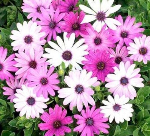 afrikai margareta 500x455