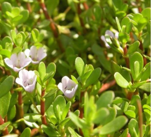 bacopa 500x455
