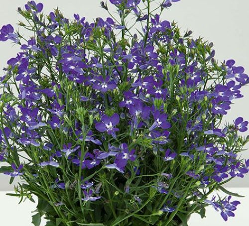 futo lobelia 500x455
