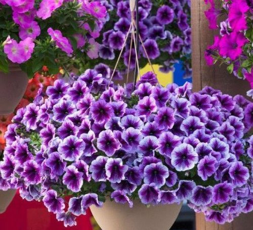 futo petunia 500x455