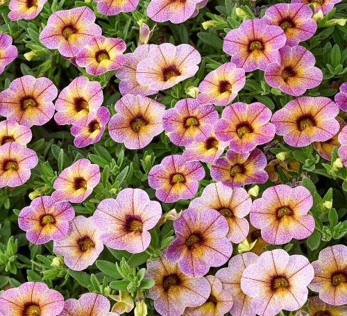 kisviragu petunia 4szin 500x455