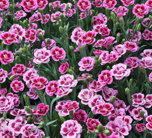 pink kisses 500x455