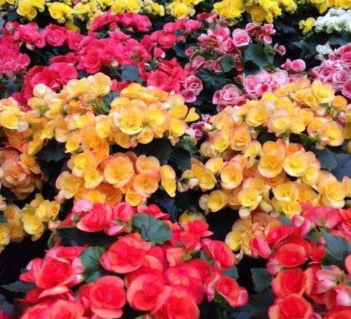 szobabegonia 500x455