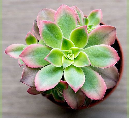 Aeonium Diszes pozsgas 500x455