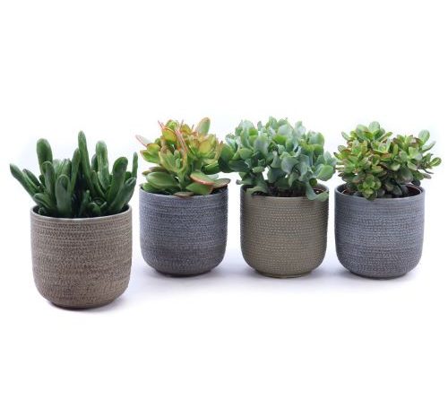 Crassula mix 500x455