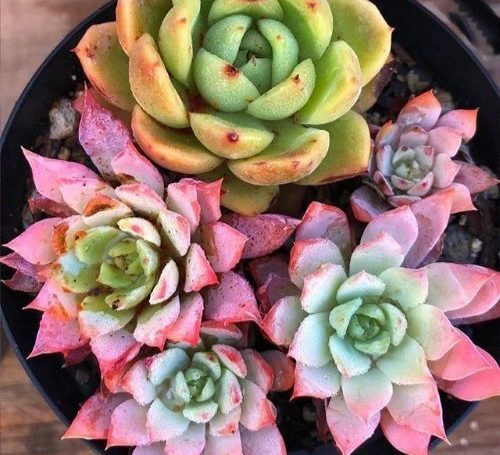 Echeveria mix 500x455