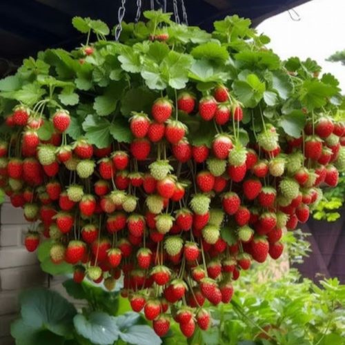 Eper Kaspó Nyékládháza Lichi Fruit Kft. Virág