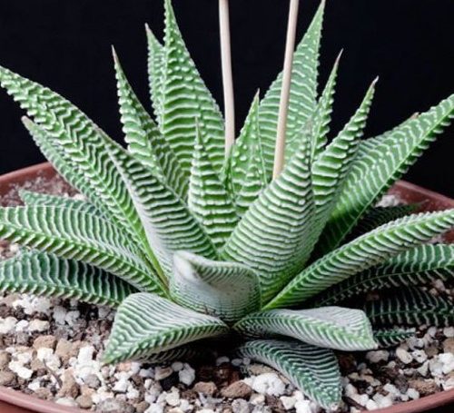 Haworthia mix 500x455