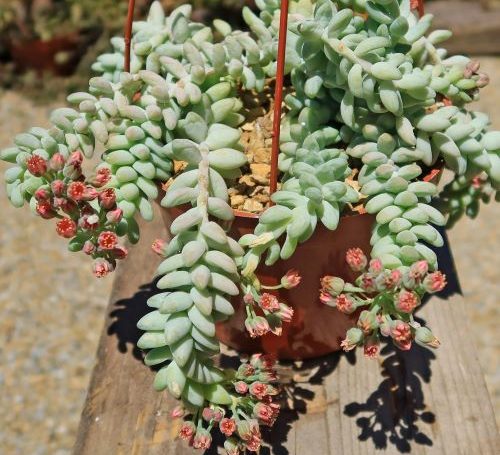 Sedum burrito 500x455