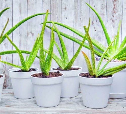 aloe vera 500x455