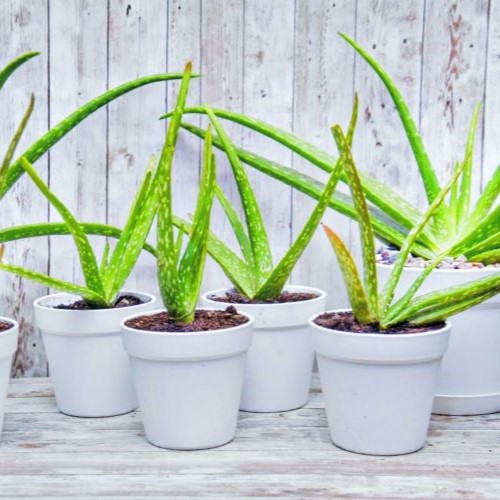 aloe veraNyékládháza Lichi Fruit Kft. Virág