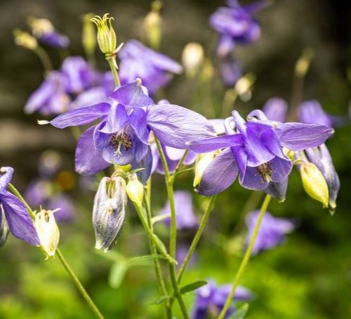 Aquilegia vulgaris – Haranglab 500x455