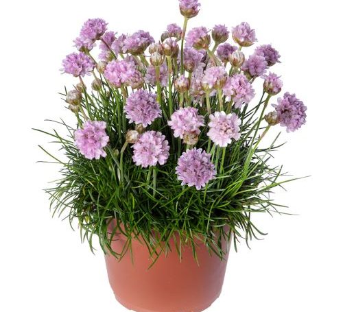 Armeria maritima Armoda Pazsitszegfu 500x455