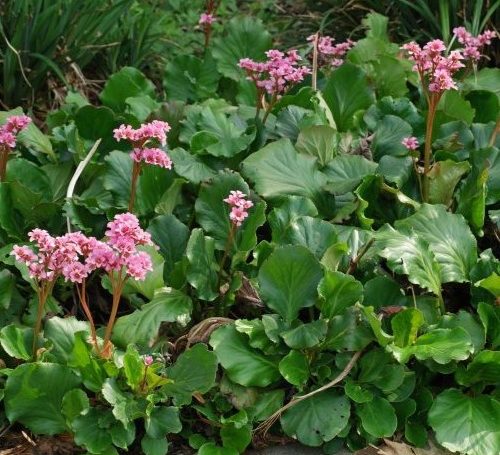 Bergenia crassifolia Borlevel 500x455