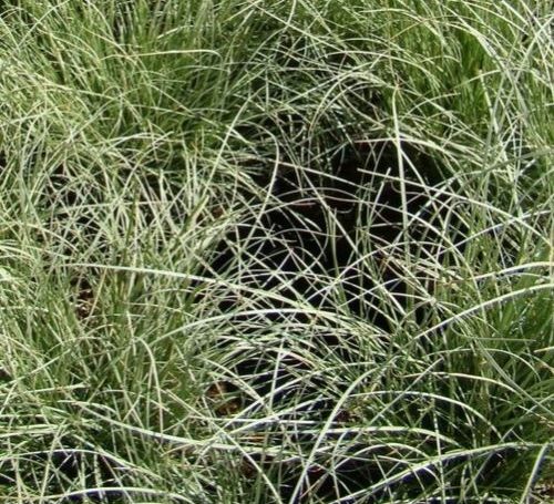 Carex comans Fesus sas 500x455