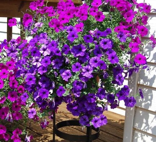 Futo petunia kaspoban 500x455