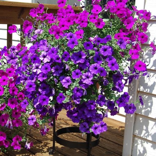 Futo petunia kaspoban