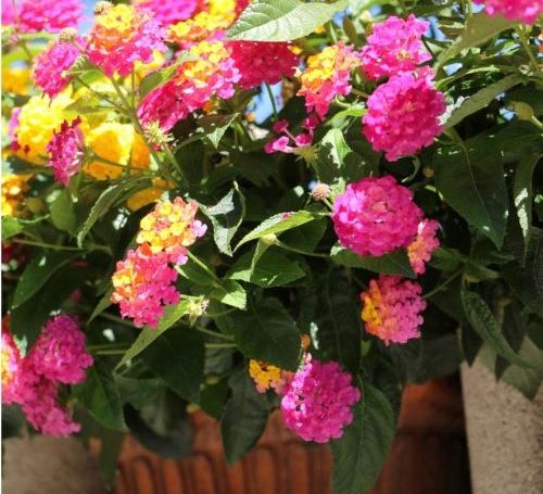 Lantana kaspo 500x455