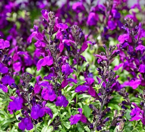 Salvia greggii 500x455