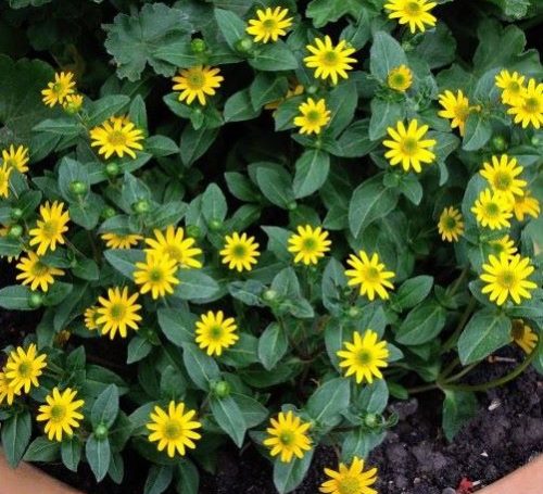 Sanvitalia speciosa – Tompevirag 500x455