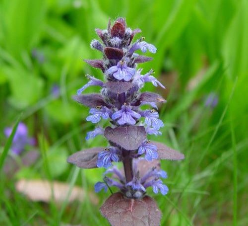 ajuga reptans indas fu 500x455