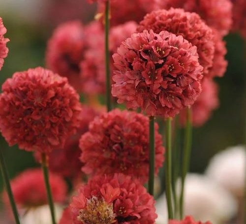 ballerina red armeria 1 500x455