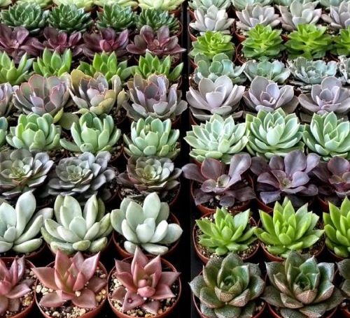 echeveria_mix 500x455
