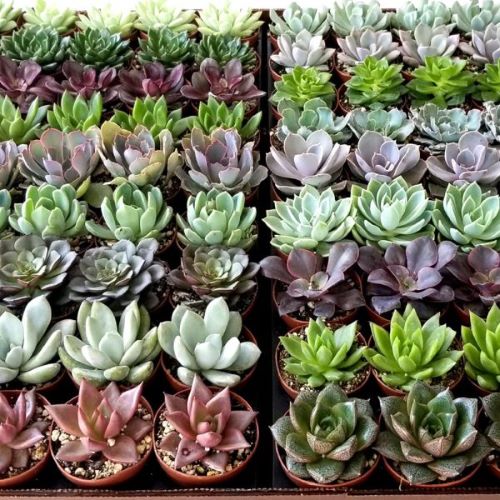 Echeveria mix Nyékládháza Lichi Fruit Kft. Virág