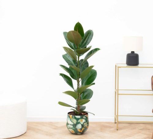 ficus elastica 500x455