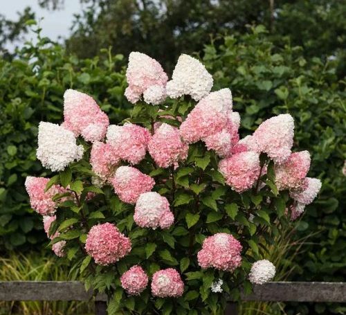 Bugas hortenzia Hydrangea Paniculata Pink Rose 500x455