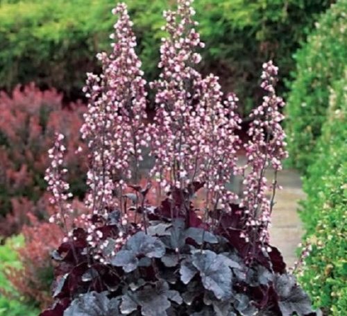 Heuchera_americana 500x455