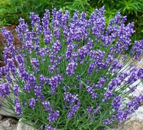 Lavender_EssencePurple_460x@2x 500x455