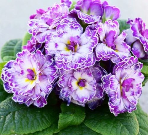 Primula vulgaris Belarina Lively Lilac.i 15881.s 66078.r 1_600x 500x455