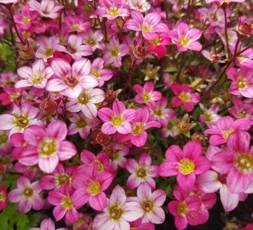Saxifraga_rosacea_flower_18 500x455