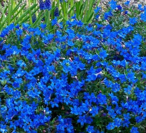 lithodora_diffusa 500x455